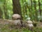 Boletus edible mushrooms