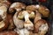 Boletus edible mushrooms. Forest fungi Boletus. Nature background texture. Boletus edulis.