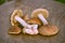 Boletus. edible mushrooms. Mushrooms on a wooden background