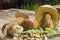 Boletus Edilus mushrooms on a wooden table â€“ fresh and dried