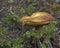 Boletus Edulis