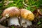 Boletus edulis