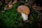Boletus edulis  - beautiful edible mushroom.