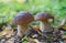 Boletus edulis. Beautiful edible mushroom growing in the forest.