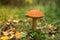 Boletus edulis. Beautiful edible mushroom growing on the forest floor.