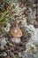 Boletus edulis or cep, penny bun, porcino and porcini Mushroom in wild forest