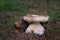 Boletus edulis. Edible mushrooms with excellent taste