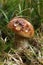 Boletus edulis , English- penny bun, cep, porcino or porcini in the forest