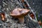 Boletus edulis (English: penny bun, cep, porcino or porcini) mshroom in a beautiful mysterious view of the forest in the