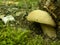 Boletus Edulis found in the forest, in an unusual position