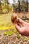 Boletus edulis in male hand. Nature of autumn forest. Season of mushrooms in forest