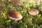 Boletus edulis  in a mossy forest glade among lingonberry bushes