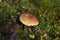 Boletus edulis  in a mossy forest glade among lingonberry bushes