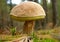 Boletus edulis mushroom