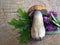 Boletus edulis mushroom on a cross-section of a tree background.Summer Cep Porcini.