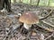 Boletus edulis mushroom in the forest, autumn season