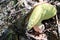 Boletus edulis mushroom in the sunny forest close up