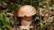 Boletus edulis. Natural vegetarian food ingredient from woodland.