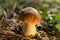 Boletus edulis. Penny bun, cep, porcino or porcini is a basidiomycete wild fungus. Brown mushroom, natural environment background.