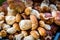 Boletus Edulis, penny bun or porcino is wild edible mushroom.