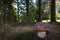 Boletus edulis, porcini in the forest, Vosges, France