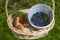 Boletus edulis or porcini mushrooms, blueberries and cranberries in a wicker basket