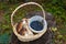 Boletus edulis or porcini mushrooms, blueberries and cranberries in a wicker basket