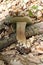 Boletus edulis in the wood, wild nature, edible mushroom