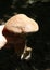 Boletus edulis in the wood, wild nature, edible mushroom