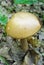 Boletus edulis in the wood, wild nature, edible mushroom