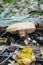 Boletus edulis in the wood, wild nature, edible mushroom