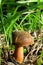 Boletus erythopus or Neoboletus luridiformis mushroom in the forest growing on green grass and wet ground natural in