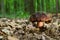 Boletus erythopus or Neoboletus luridiformis mushroom in the forest growing on green grass and wet ground natural in