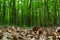 Boletus erythopus or Neoboletus luridiformis mushroom in the forest growing on green grass and wet ground natural in