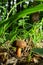 Boletus erythopus or Neoboletus luridiformis mushroom in the forest growing on green grass and wet ground natural in