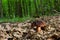 Boletus erythopus or Neoboletus luridiformis mushroom in the forest growing on green grass and wet ground natural in