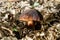 Boletus erythopus or Neoboletus luridiformis mushroom in the forest growing on green grass and wet ground natural in autumn season