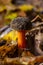 Boletus erythopus or Neoboletus luridiformis mushroom in the forest growing on green grass and wet ground natural in autumn season