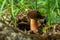 Boletus erythopus or Neoboletus luridiformis mushroom in the forest growing on green grass and wet ground natural in autumn season