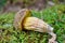 Boletus ferrugineus mushroom