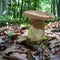 Boletus in forest with brown cap and eaten stem in autumn. Collecting edible mushrooms, wild fungus for eat