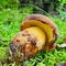 Boletus fragrans mushroom