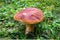 Boletus growing from the edge of the forest