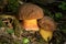 Boletus luridiformis