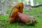 Boletus luridiformis