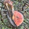 Boletus luridus also said Suillellus luridus. Section of the mushroom