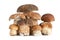 Boletus mushroom