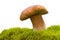 Boletus mushroom