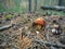 boletus mushroom breaks from under the fallen needles in a pine forest