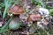 Boletus Mushroom, Dolomites